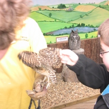 A fat owl looks content in the background.