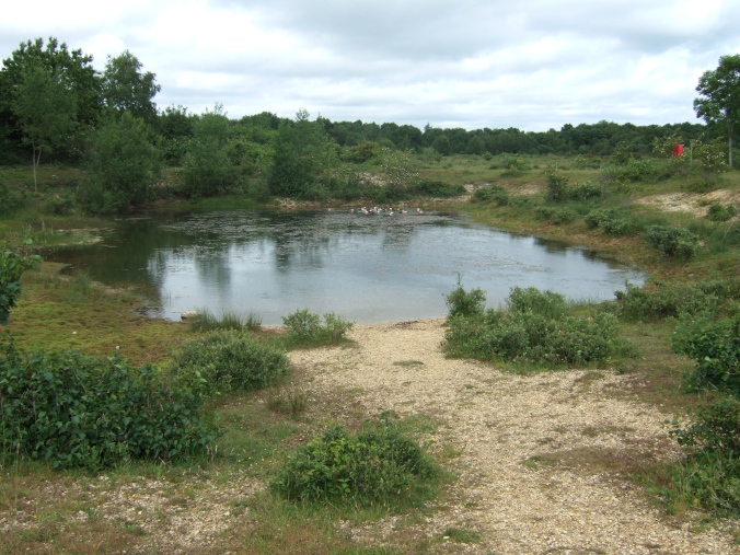 A pond containing several species of newts.