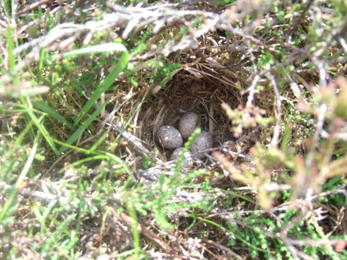 The speckled brown eggs of a ground nesting bird.